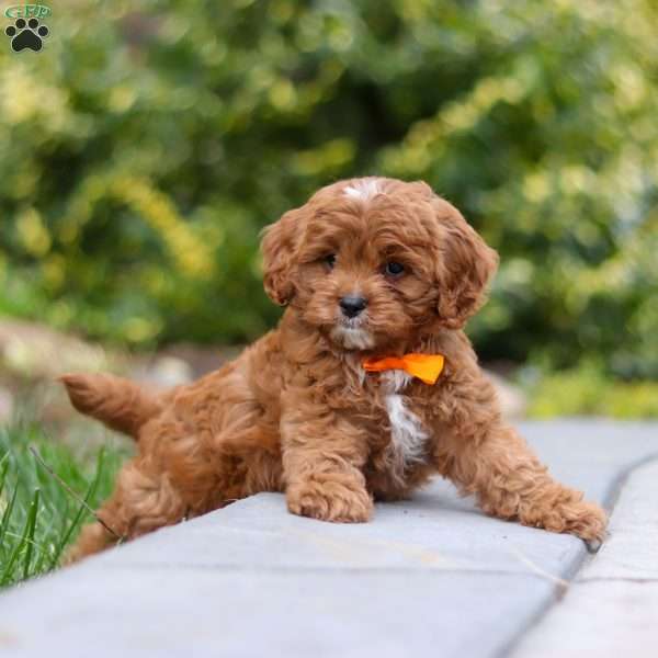 Peyton, Cavapoo Puppy